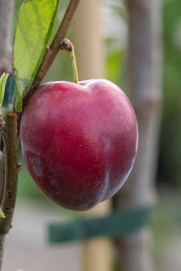 Prunus ceracifera safira