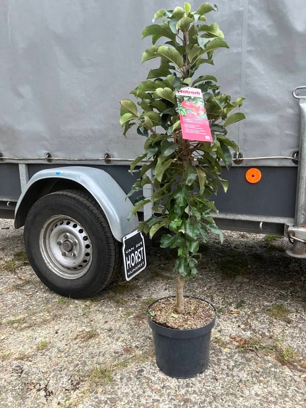 Ballerina appelboom Sonate 90/100 cm