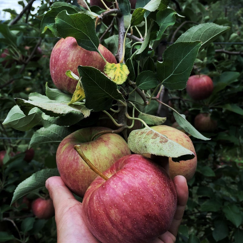 Braeburn appelboom aanbieding