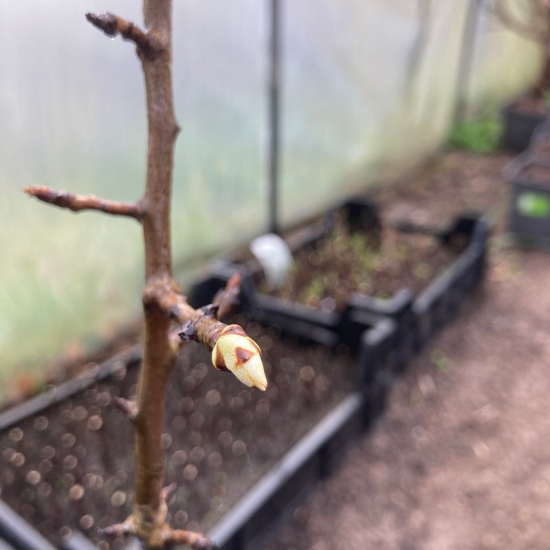 kolom peer aanbieding