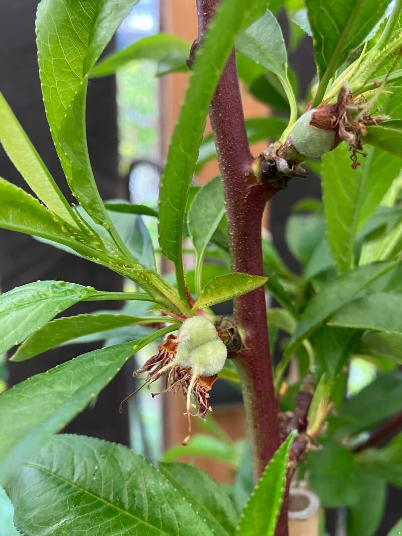 Zuilnectarine FANTASIA 19,95