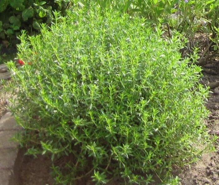 Bonenkruid thee/ Blog Bezige Bij