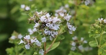 Marjolein/Blog Bezige Bij