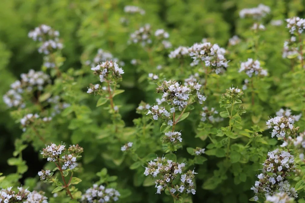 Oregano versus Marjolein/ Blog Bezige Bij