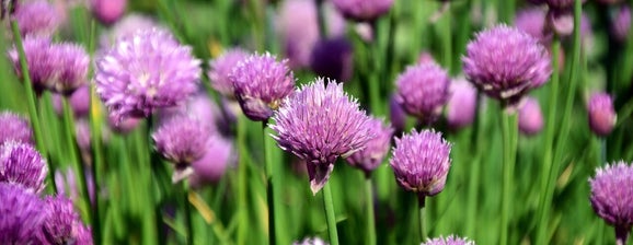 Bieslook bloem/Blog Bezige Bij