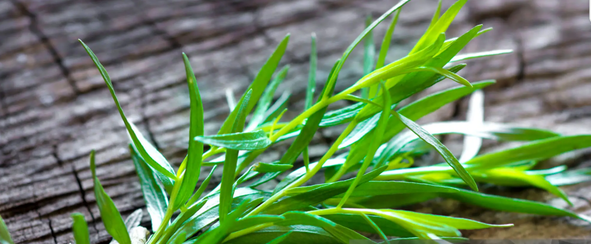 Dragon, aromatisch kruid/ Blog Bezige Bij