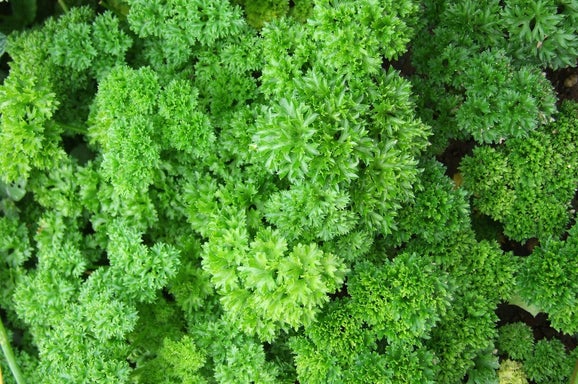 Oregano/Blog Bezige Bij