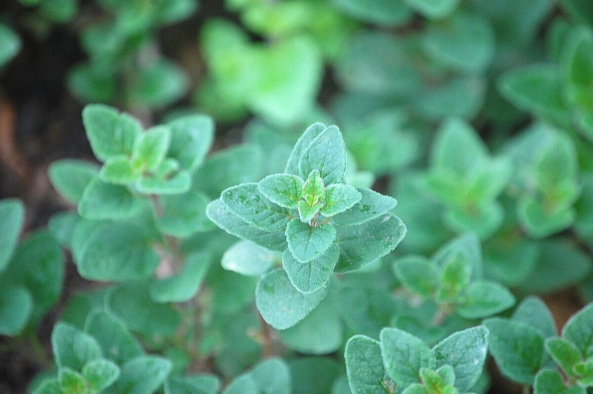 Oregano versus Marjolein/ Blog Bezige Bij