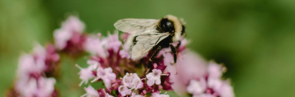 Oregano/Blog Bezige Bij