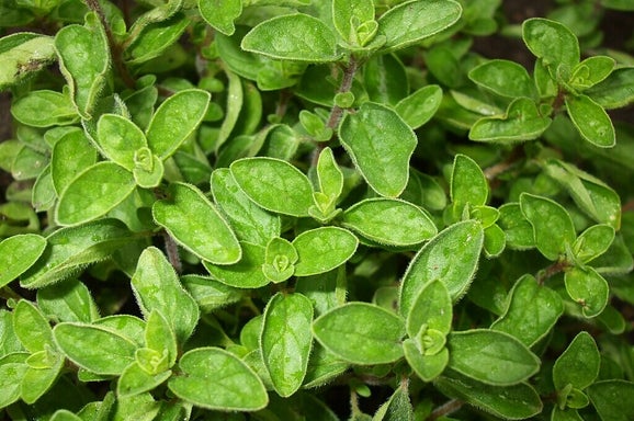 Oregano/Blog Bezige Bij