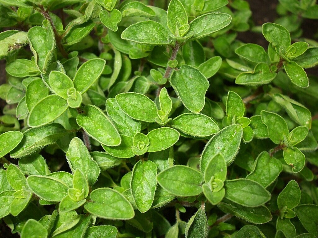 Oregano versus Marjolein/ Blog Bezige Bij