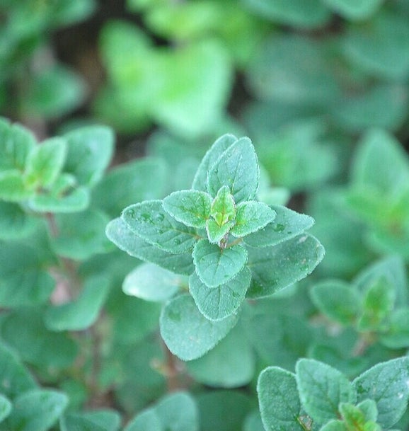 Marjolein/Blog Bezige Bij