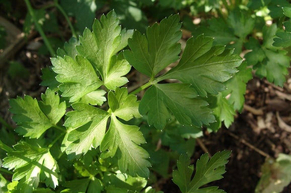 Marjolein/Blog Bezige Bij