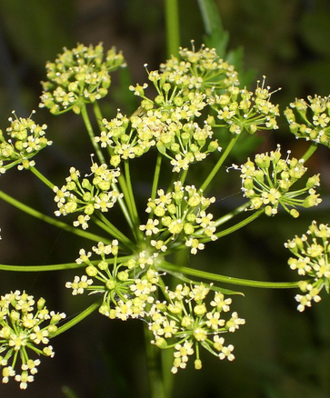Platte Peterselie bloem/Blog Bezige Bij