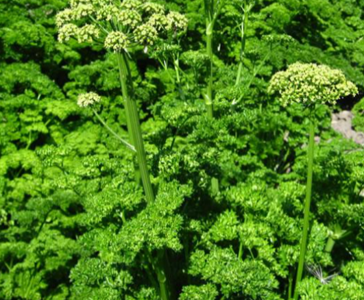 Krulpeterselie bloem/Blog Bezige Bij