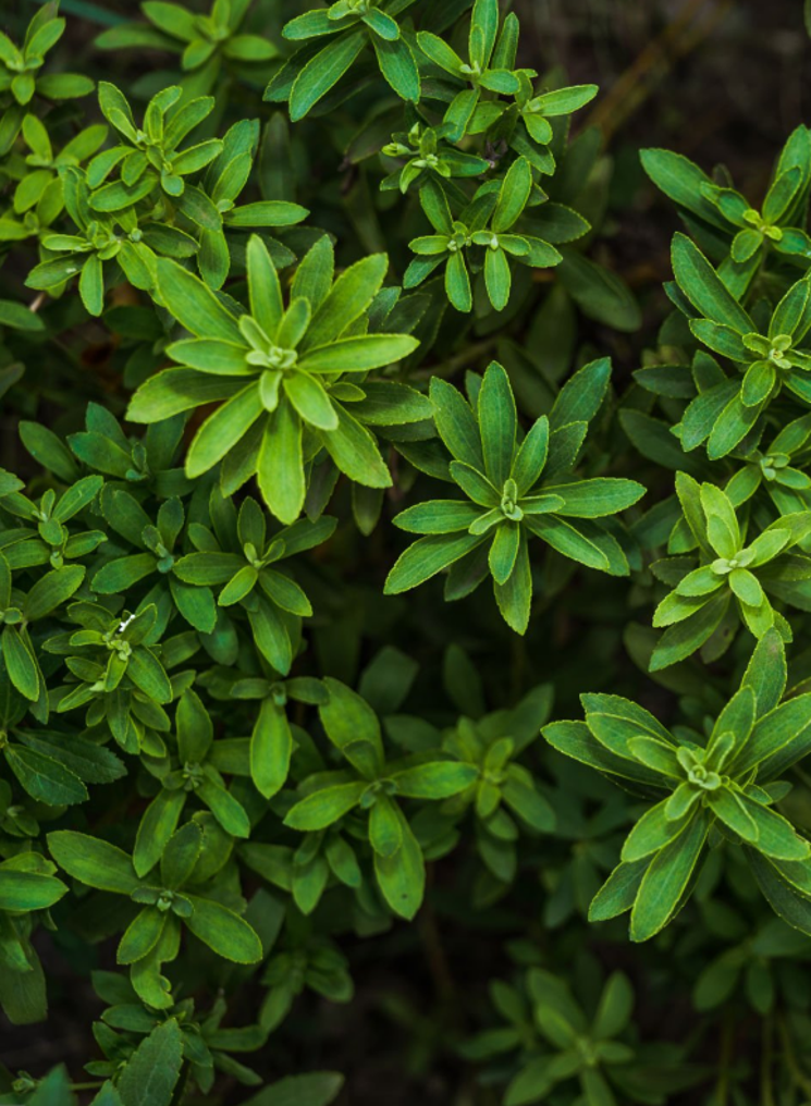 Stevia/Blog Bezige Bij