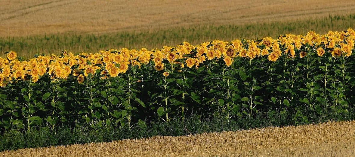 Leven op de wijnheuvel/Blog Bezige Bij