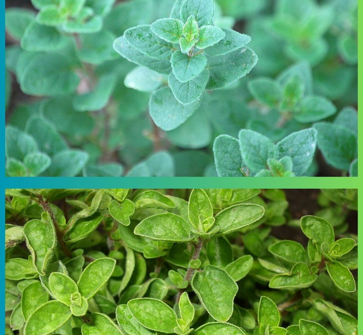 Oregano versus Marjolein/Blog Bezige Bij