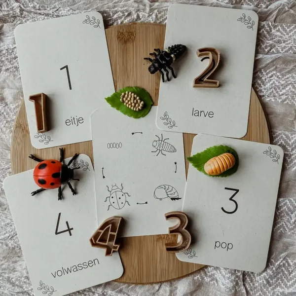 Wildebras - Flashcards | Levensloop | Lieveheersbeestje