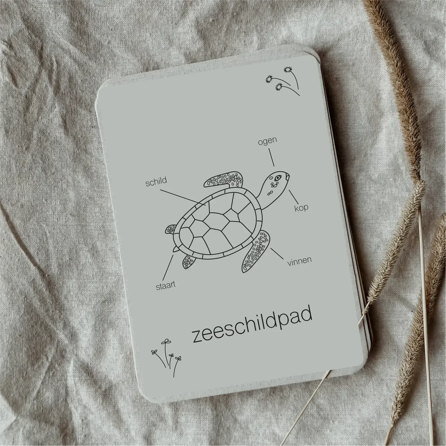 Wildebras - Flashcards | Levensloop | Zeeschildpad