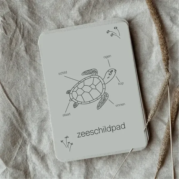 Wildebras - Flashcards | Levensloop | Zeeschildpad
