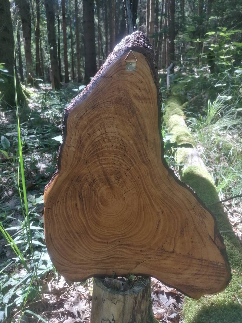 Eingangsschild Baumscheibe Unikat