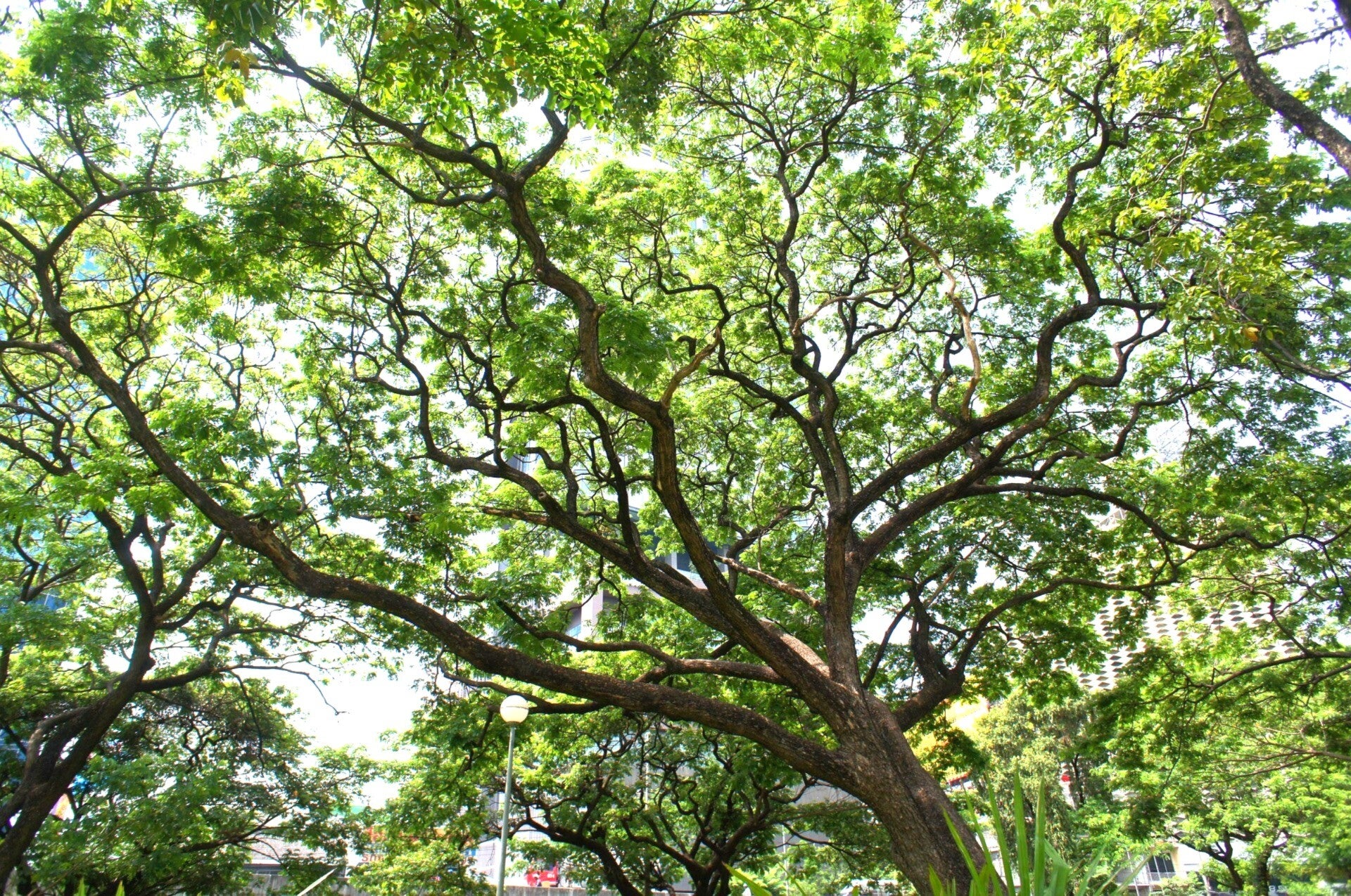 Periodiek onderhoud voorkomt overlast en geeft een gezonde, sterke boom.