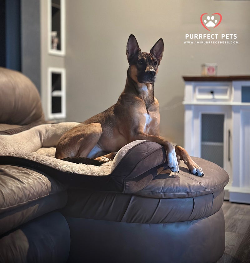 PurrFect Pets, In home Boarding & Training - Image 1