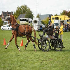 dsc07351-standard.jpg