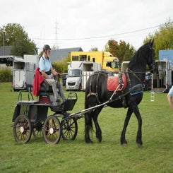 dsc07387-standard.jpg