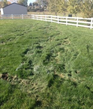 Lawn showing compression marks after septic field rejuvenation with air injection