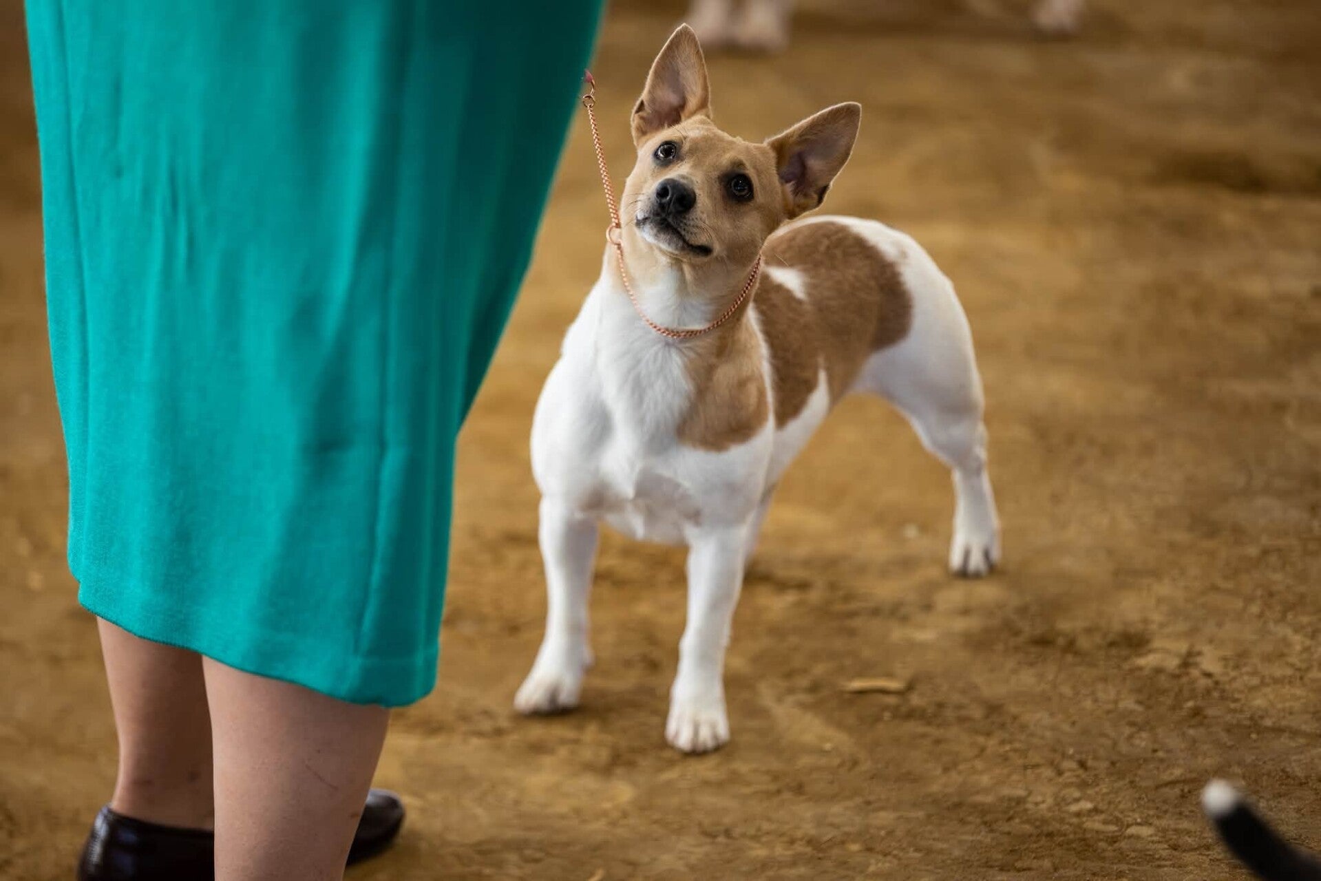 Bourbon standing in the show ring