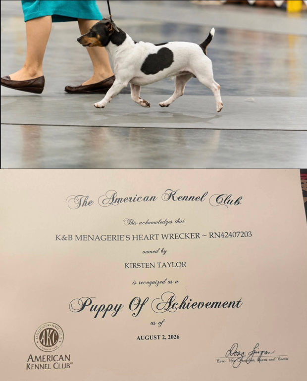 Captain in the show ring and Heart Wrecker’s Puppy of Achievement certificate