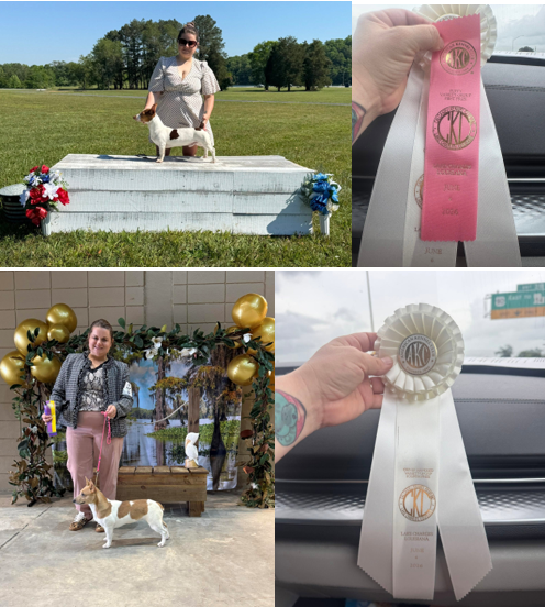 Lake Charles collage of Bourbon, Heart Wrecker, and show ribbons