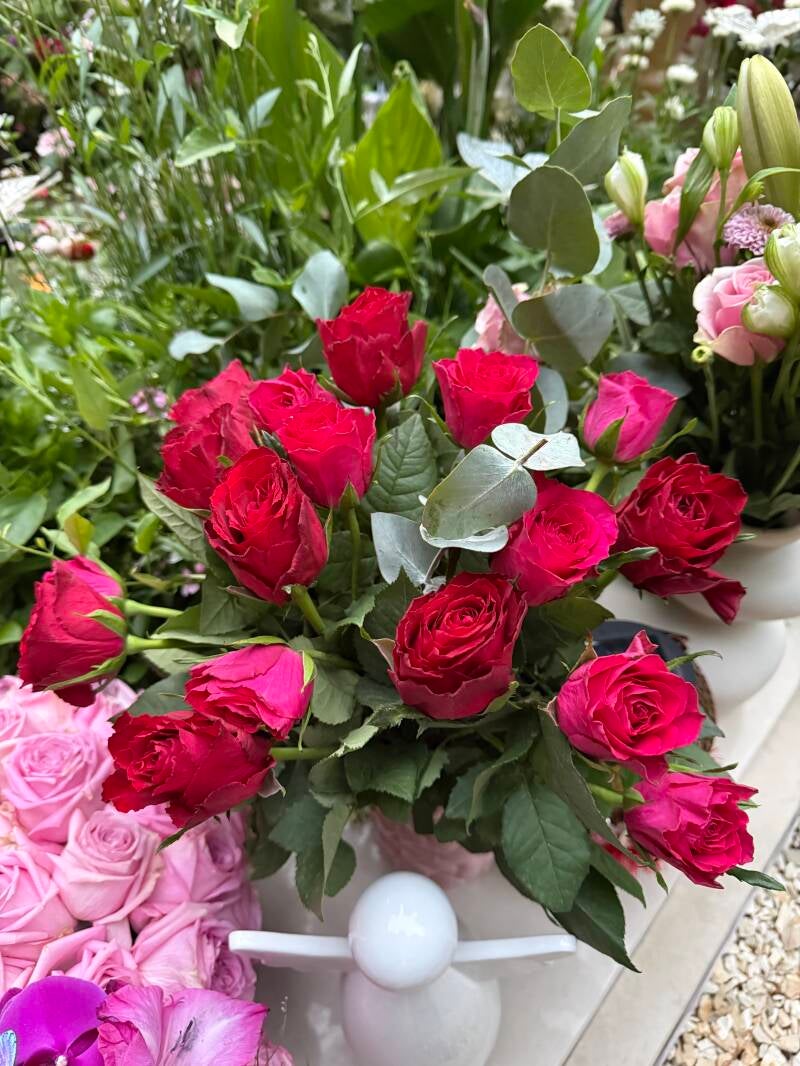 Rosen von Pia 💖