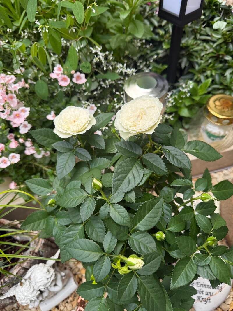 der Rosenstock ist von Marie-Sophie 💖