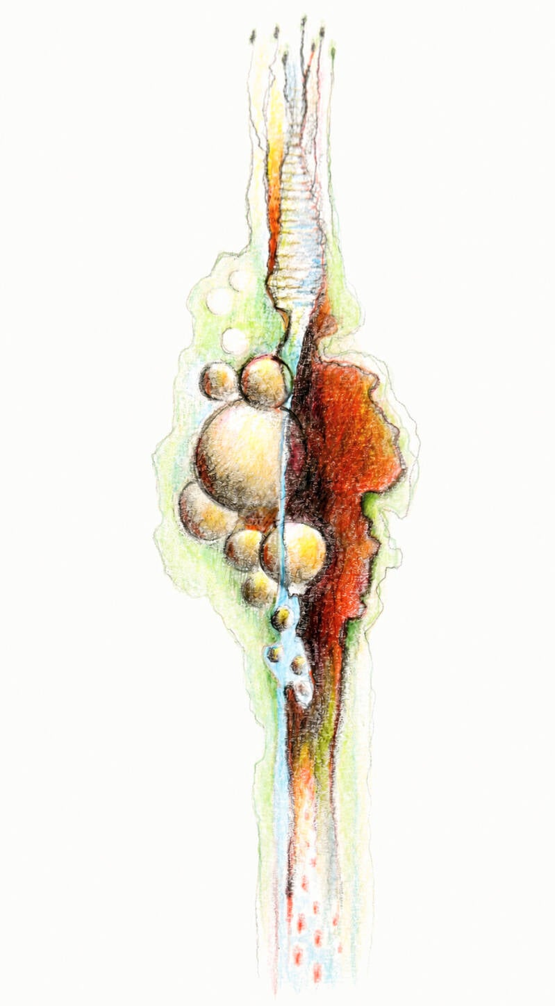 tekening-2026- A3 12