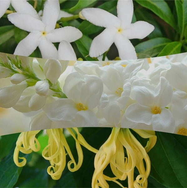 Woodwick - Solar Orchid - verschillende formaten
