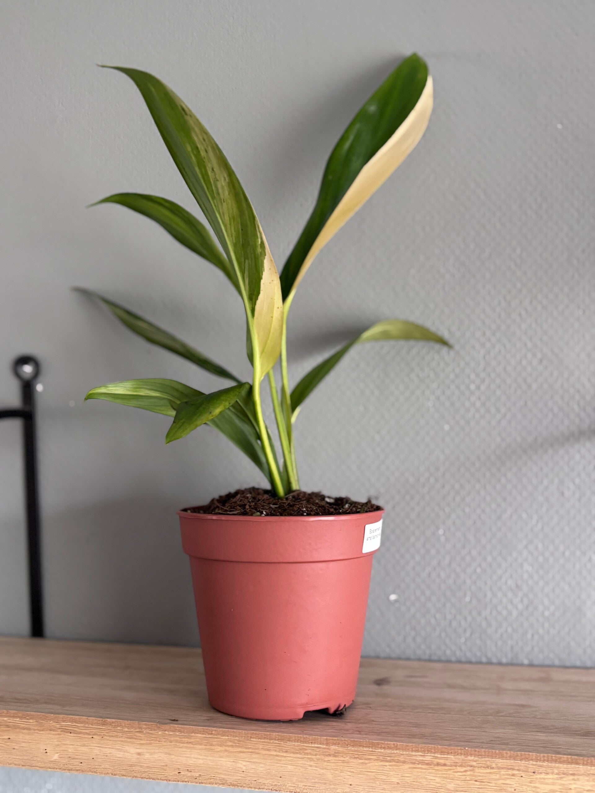 Epipremnum Amplissimum variegated