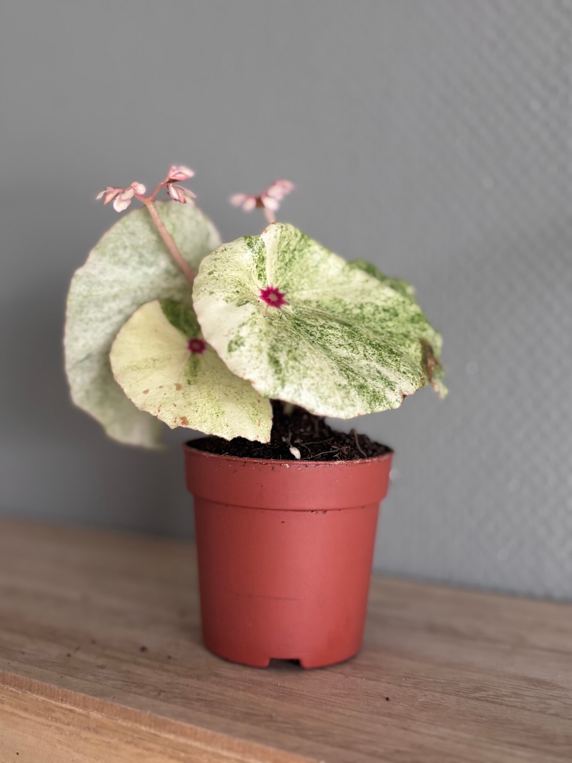 Begonia Rouge variegated