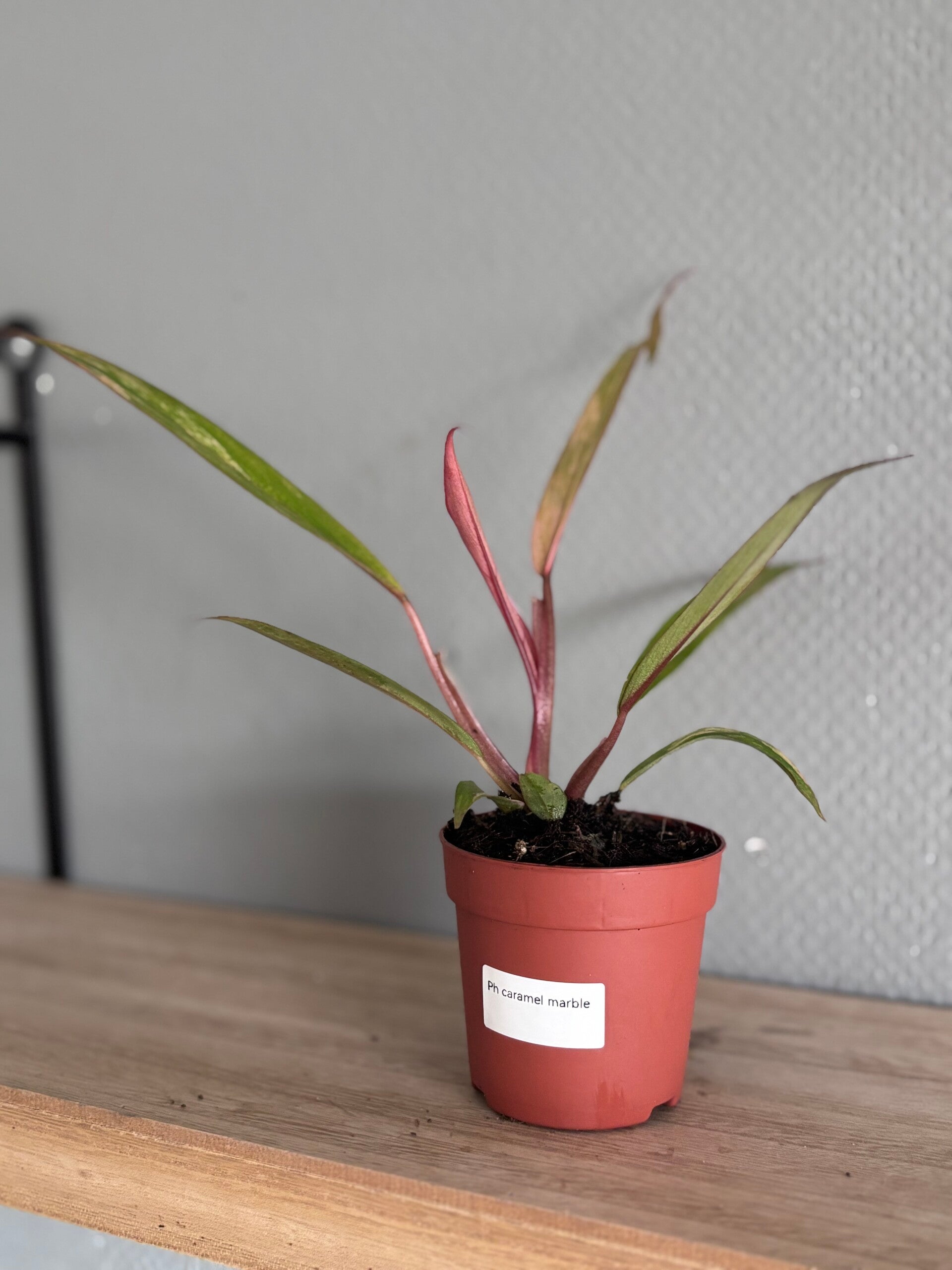 Philodendron Caramel Marble