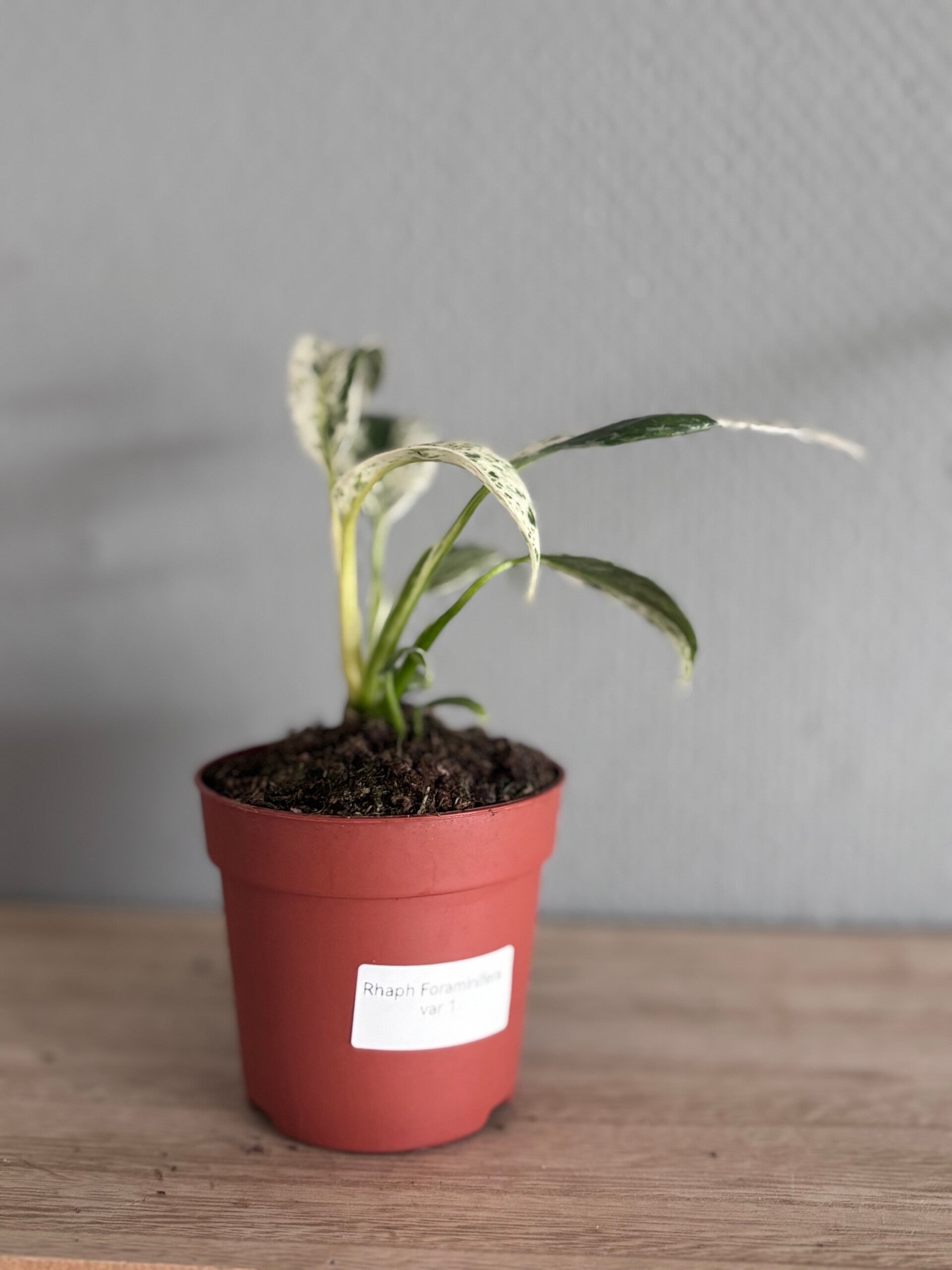 Rhaphidophora Foraminifera Variegated