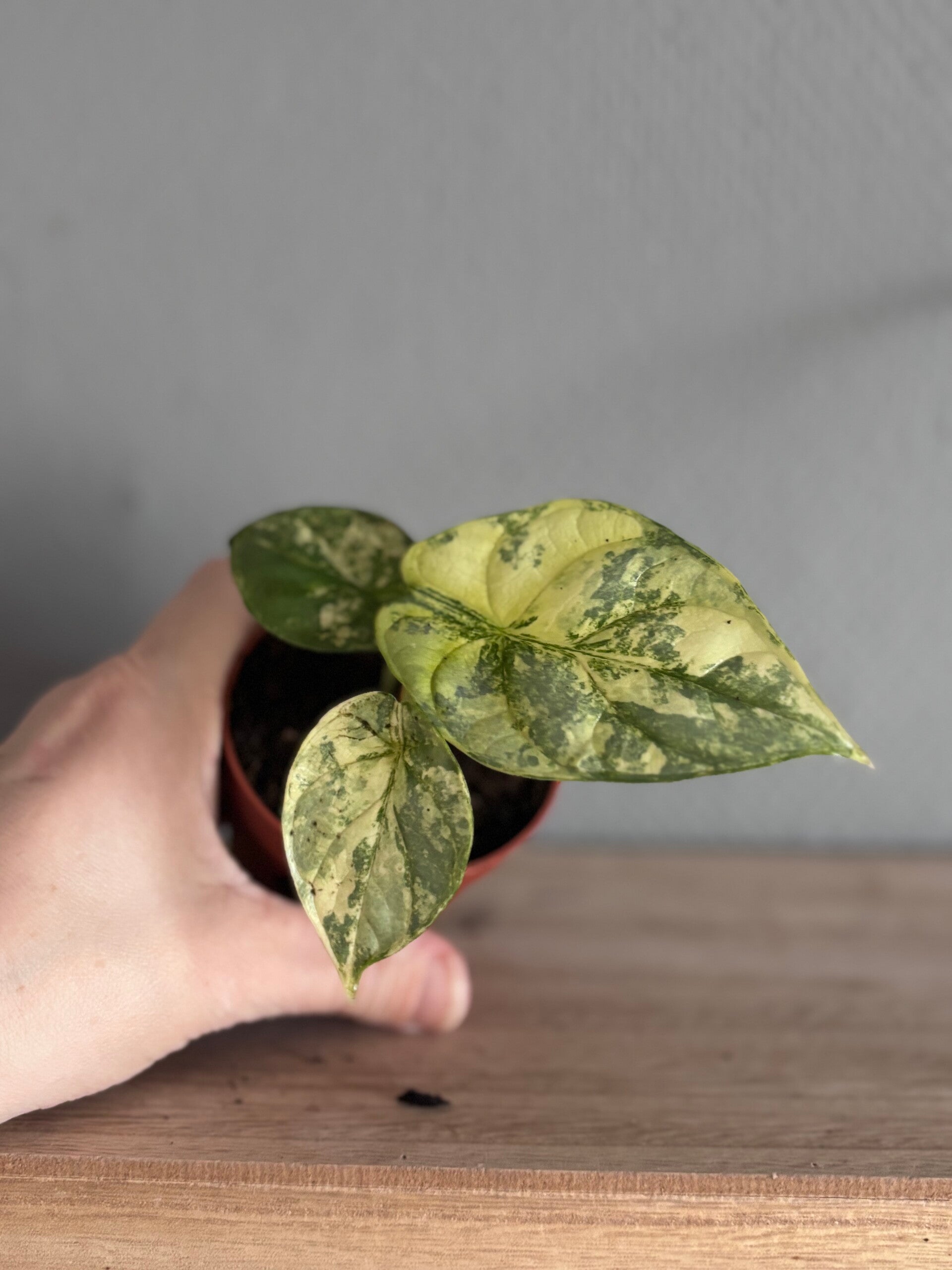 Alocasia Silver Dragon Variegated