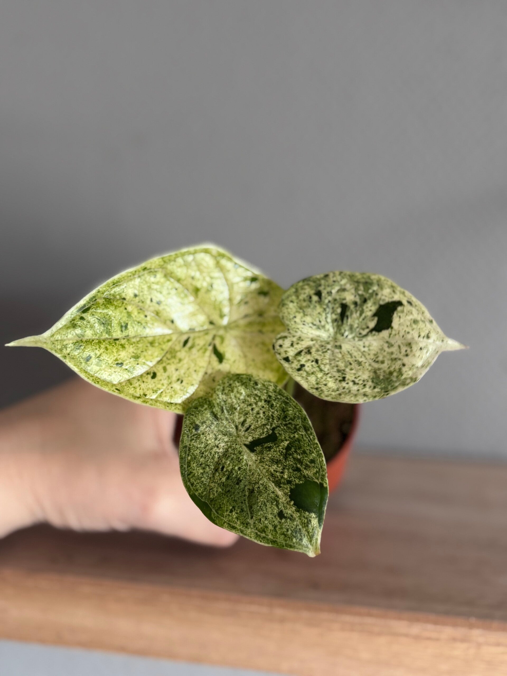 Alocasia Dragon Scale Variegated/mint