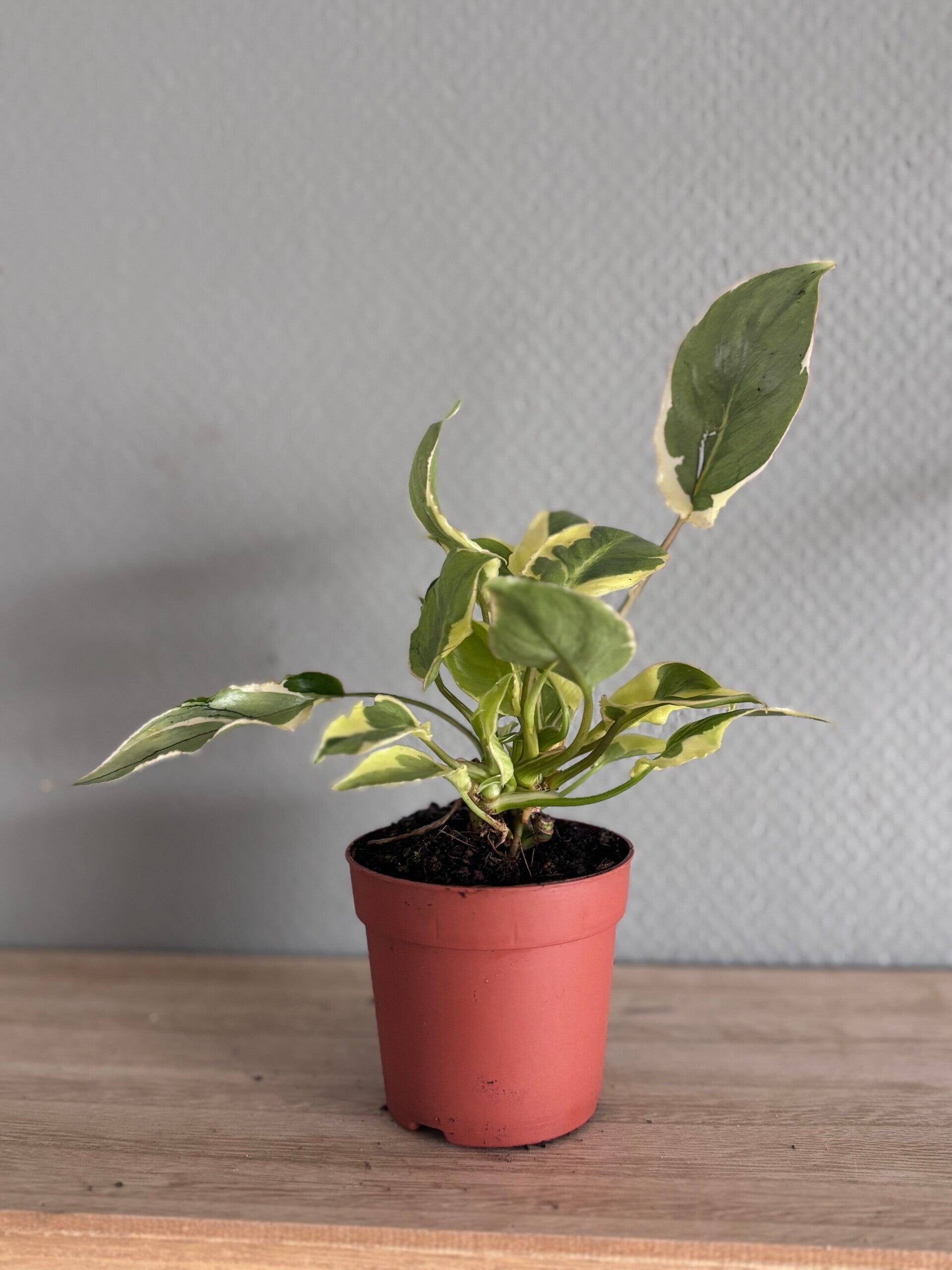 Philodendron Burle Marx "White Lava"