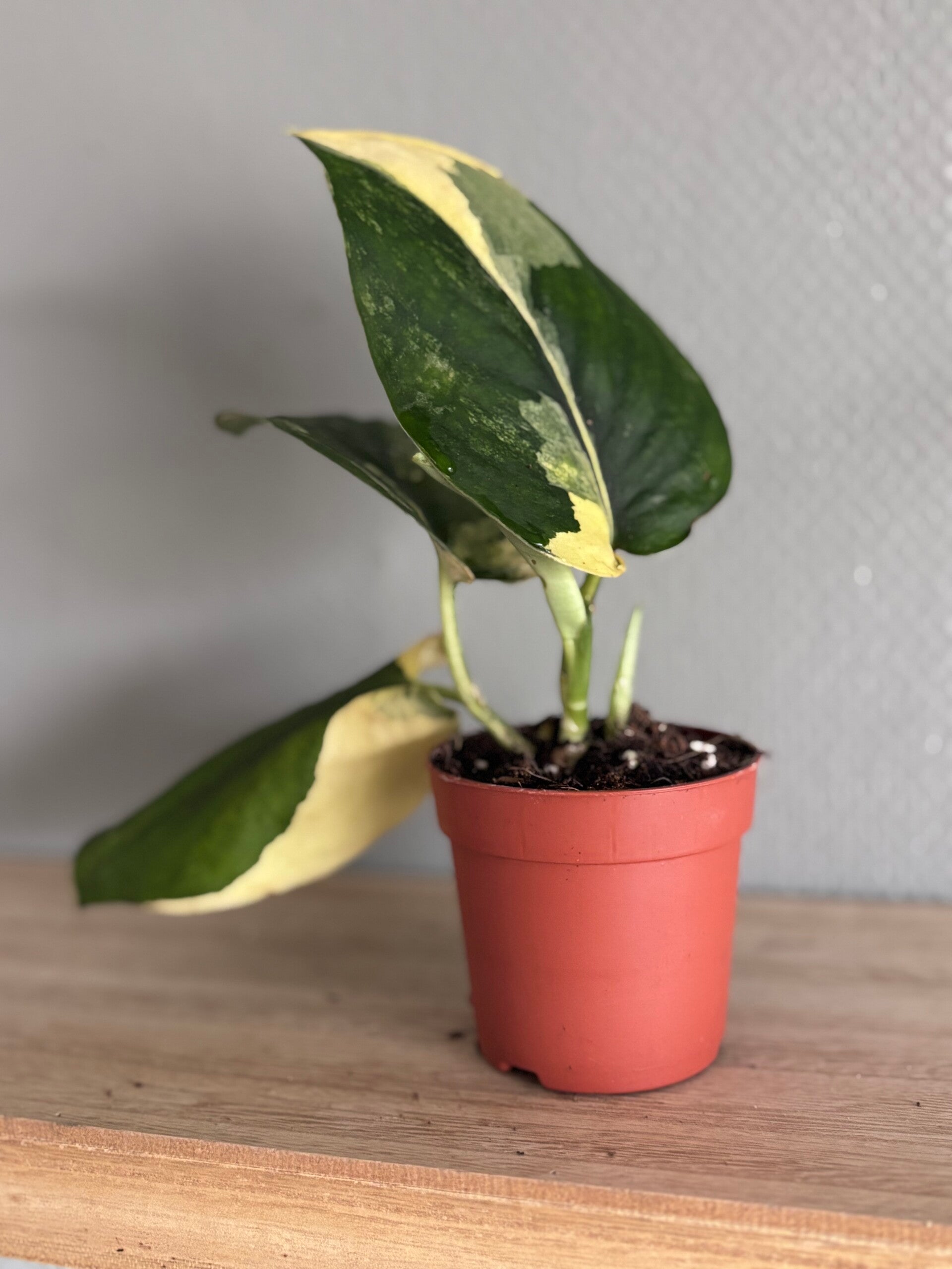 Scindapsus Jade Satin variegated