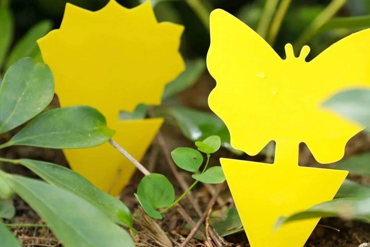 Vangplaatjes tegen rouwvliegjes (10 stuks)