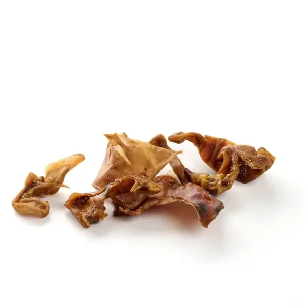 Bande d'oreille de Porc