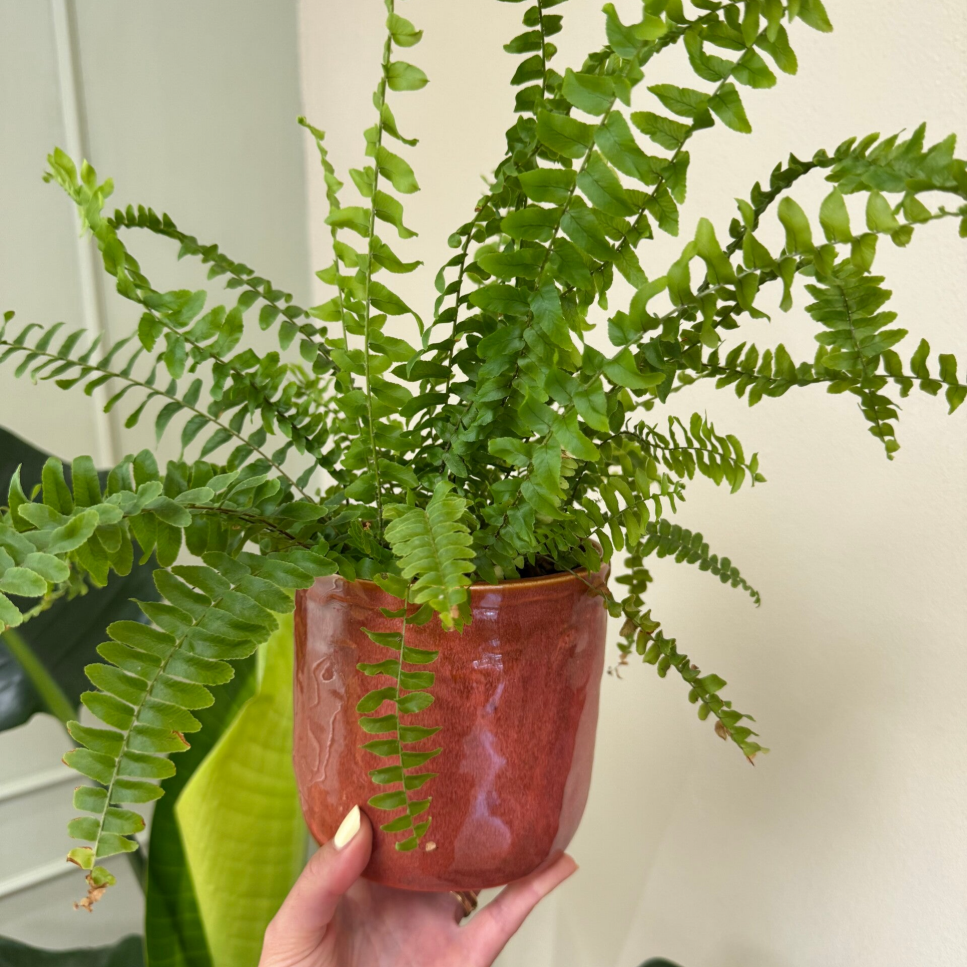 Keramische Pot Rood