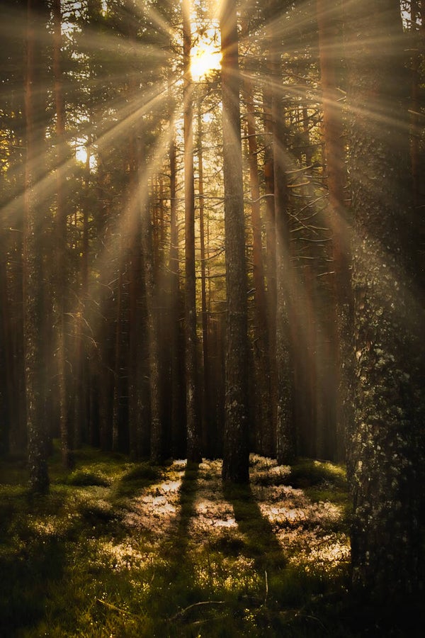 Solstreif i skogen